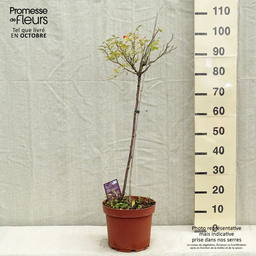 Exemplar von Stammrose polyantha Honeymilk Topf mit 7,5L/10L, Stamm wie im Herbst geliefert