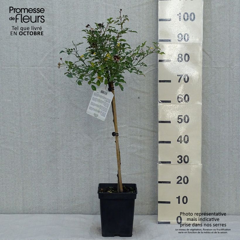 Exemplar von Stammrose The Fairy Topf mit 4L/5L, Stamm wie im Herbst geliefert