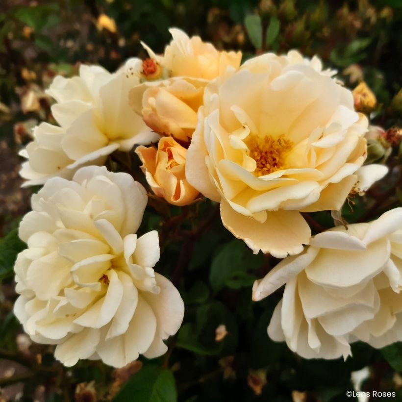 Rosa moschata Machera - Moschus-Rose (Blüte)