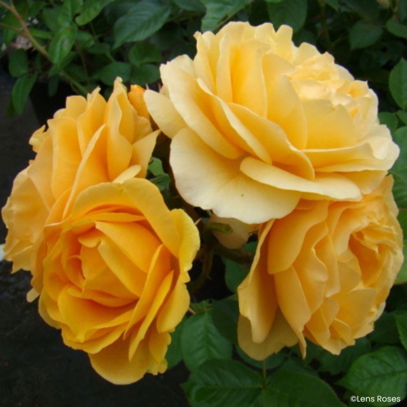 Rosa Absolutely Fabulous - Beetrose (Blüte)