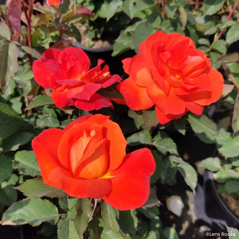 Rosa Super Trouper - Beetrose (Blüte)