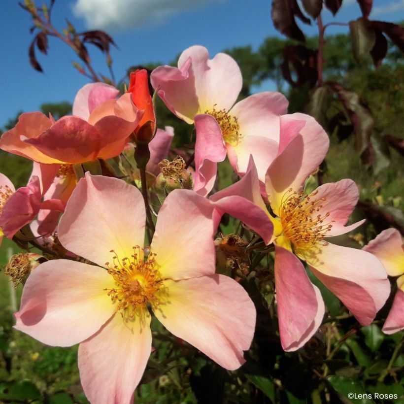 Rosa Lens Flair - Kletterrose (Blüte)