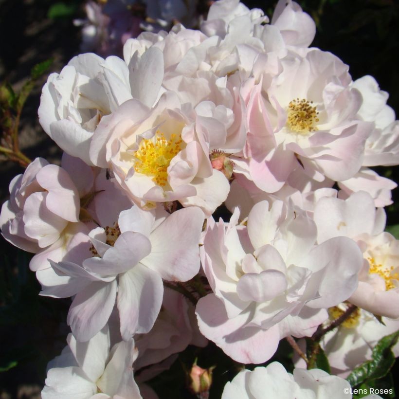 Rosa moschata Ma Fille Sara - Zwerg-Parkrose (Blüte)