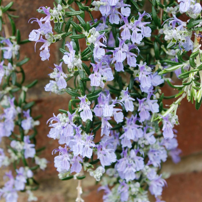 Rosmarin Blue Cascade - Rosmarinus officinalis (Blüte)