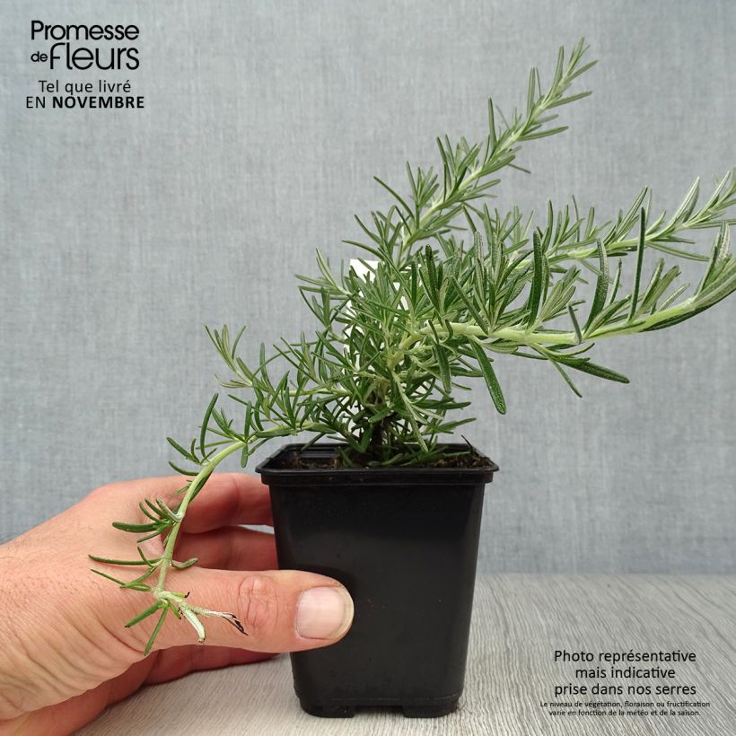 Exemplar von Rosmarin Blue Cascade - Rosmarinus officinalis Kleine Töpfe von 8/9 cm wie im Herbst geliefert