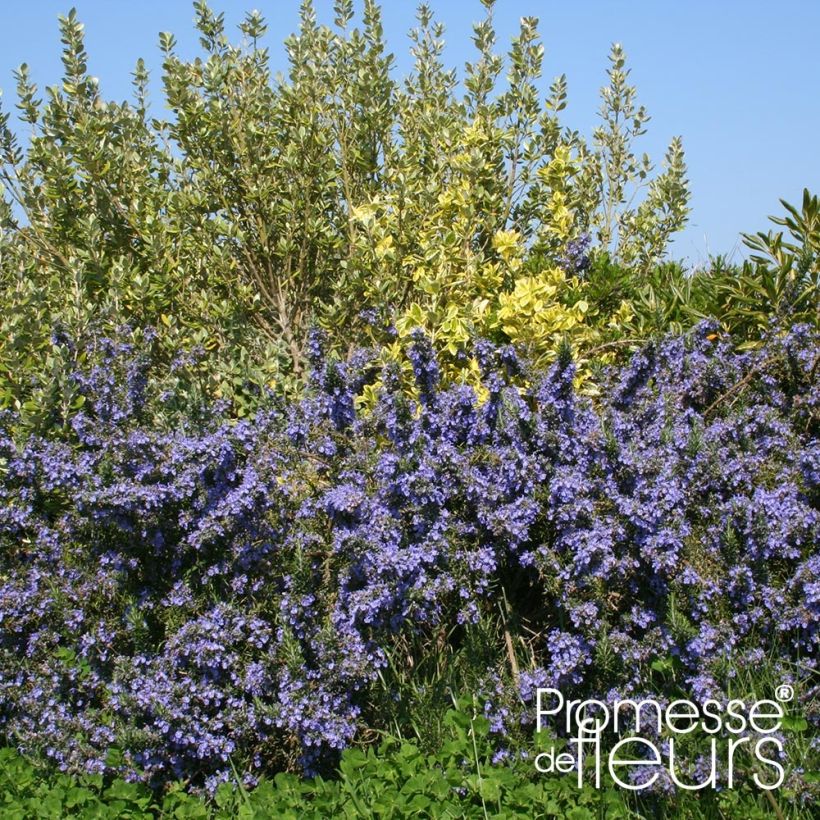 Rosmarin Pointe du Raz - Rosmarinus officinalis (Hafen)