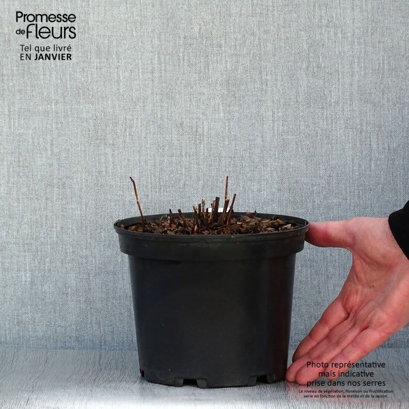 Exemplar von Erdbeer-Himbeere - Rubus illecebrosus Topf mit 2L/3L wie im Winter geliefert