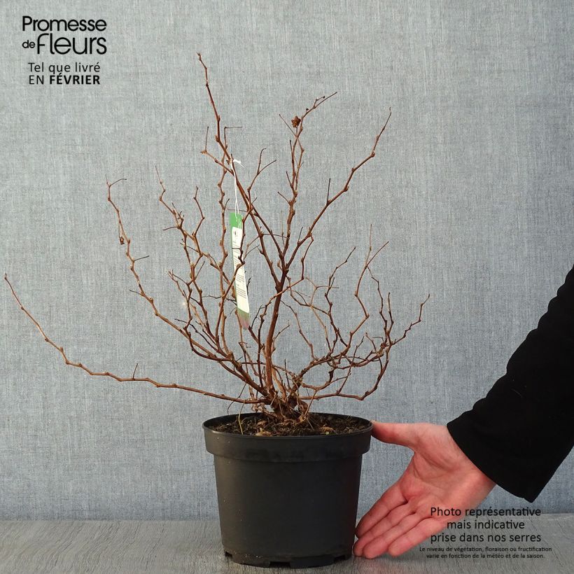 Exemplar von Rubus spectabilis Olympic Double - Pracht-Himbeere Topf mit 3L/4L wie im Winter geliefert