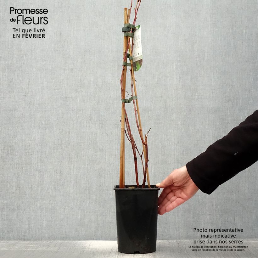 Exemplar von Himbeere Glen Coe - Rubus x neglectus Topf mit 2L/3L wie im Winter geliefert