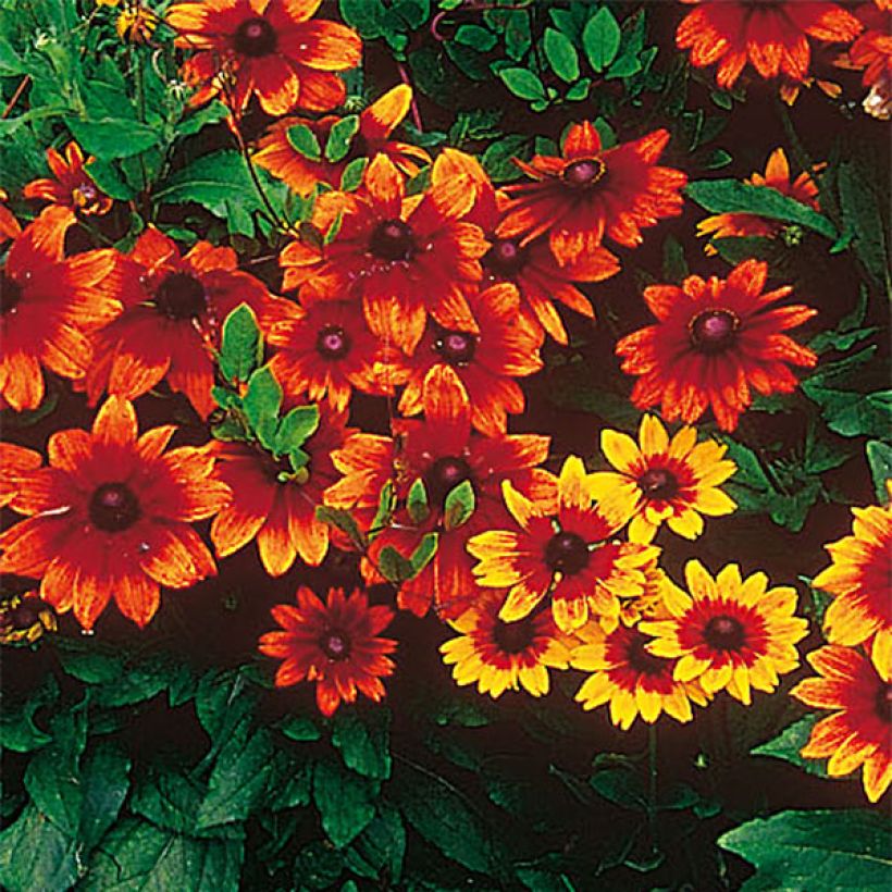 Rauher Sonnenhut Autumn Colors - Rudbeckia (Blüte)