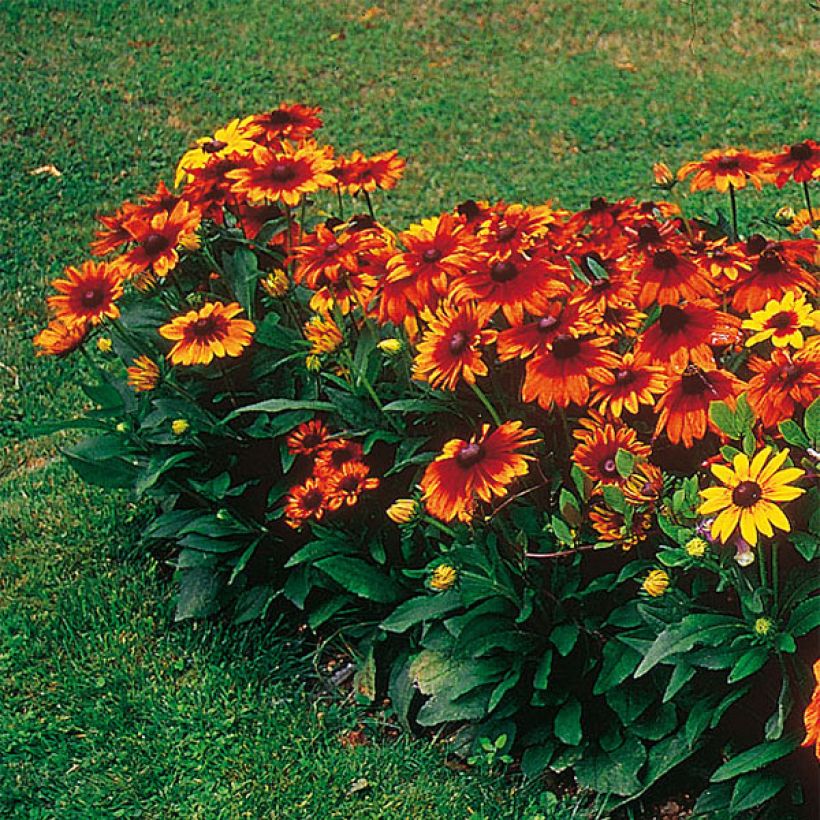Rauher Sonnenhut Autumn Colors - Rudbeckia (Hafen)