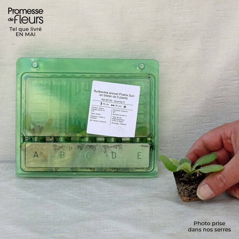 Exemplar von Rauher Sonnenhut Prairie Sun - Rudbeckia Mini-Plug Ø 3/4 cm wie im Frühjahr geliefert