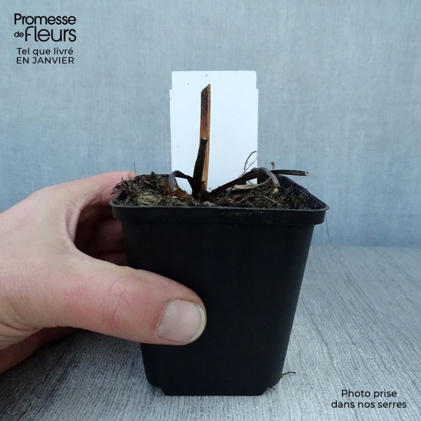 Exemplar von Gemeiner Sonnenhut Early Bird Gold - Rudbeckia fulgida Kleine Töpfe von 8/9 cm wie im Winter geliefert