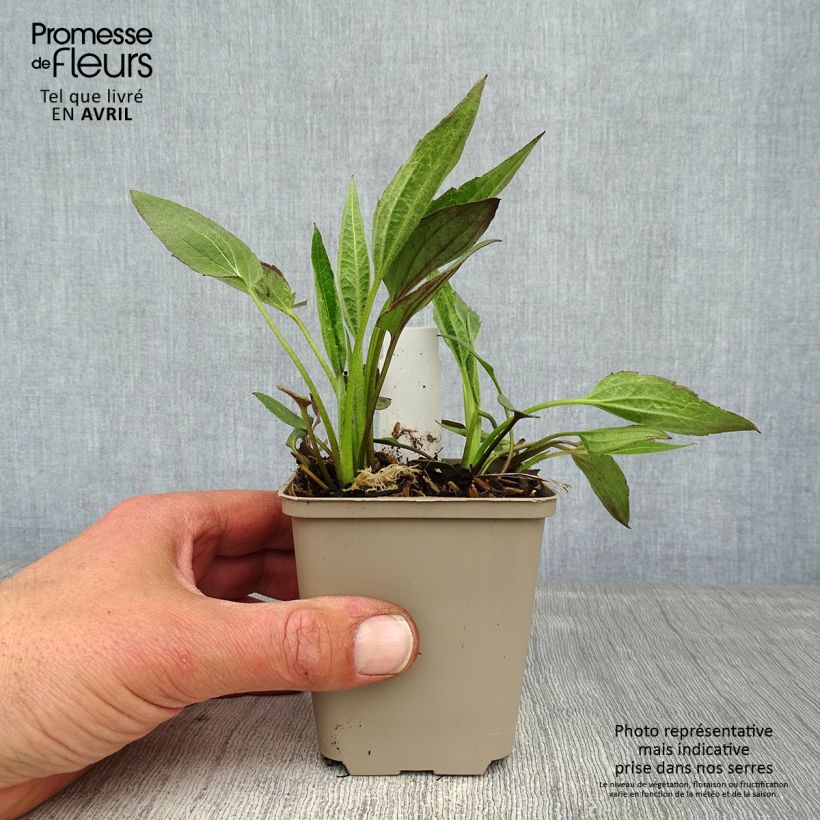 Exemplar von Gemeiner Sonnenhut Forever Gold - Rudbeckia fulgida Kleine Töpfe von 8/9 cm wie im Frühjahr geliefert