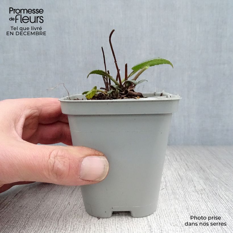 Exemplar von Gemeiner Sonnenhut Goldsturm - Rudbeckia fulgida Kleine Töpfe von 8/9 cm wie im Winter geliefert