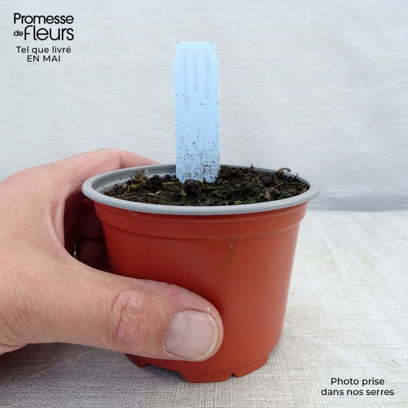 Exemplar von Gemeiner Sonnenhut Goldsturm - Rudbeckia fulgida Kleine Töpfe von 8/9 cm wie im Frühjahr geliefert