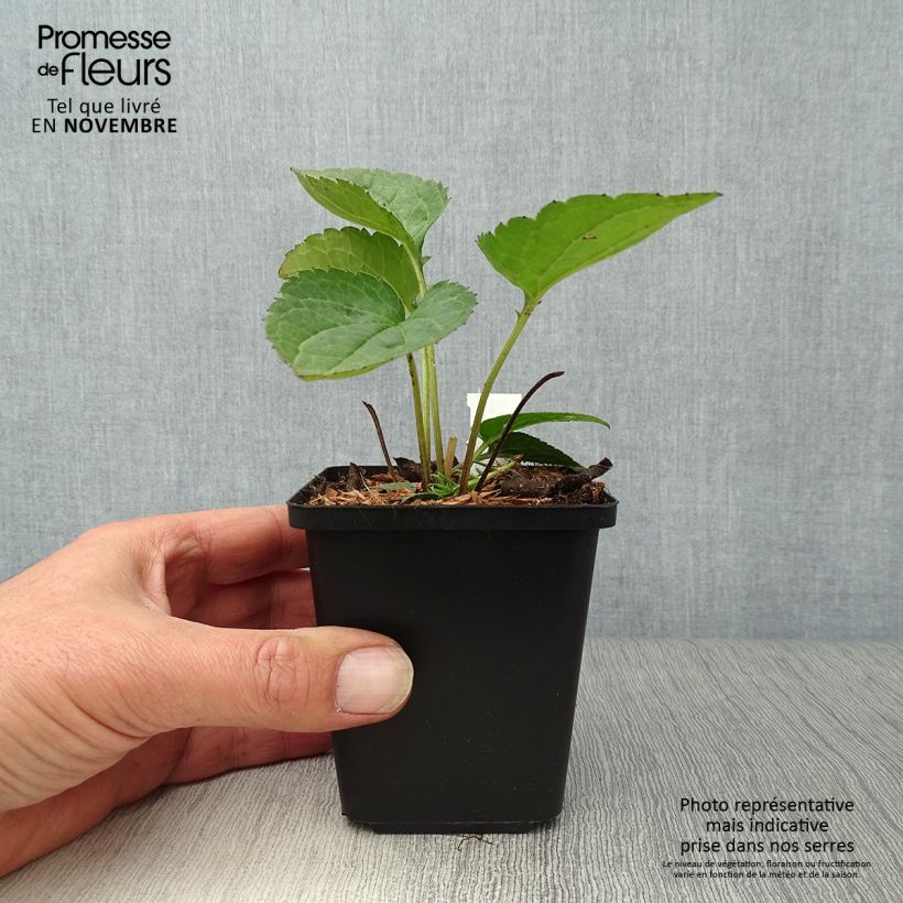 Exemplar von Gemeiner Sonnenhut Goldsturm - Rudbeckia fulgida Kleine Töpfe von 8/9 cm wie im Herbst geliefert