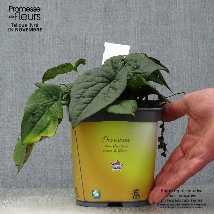 Exemplar von Gemeiner Sonnenhut Goldsturm - Rudbeckia fulgida Topf mit 2L/3L wie im Herbst geliefert