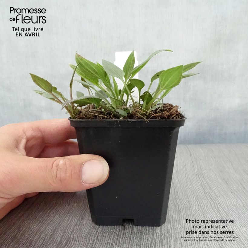 Exemplar von Gemeiner Sonnenhut Little Goldstar - Rudbeckia fulgida var.sullivantii Kleine Töpfe von 8/9 cm wie im Frühjahr geliefert