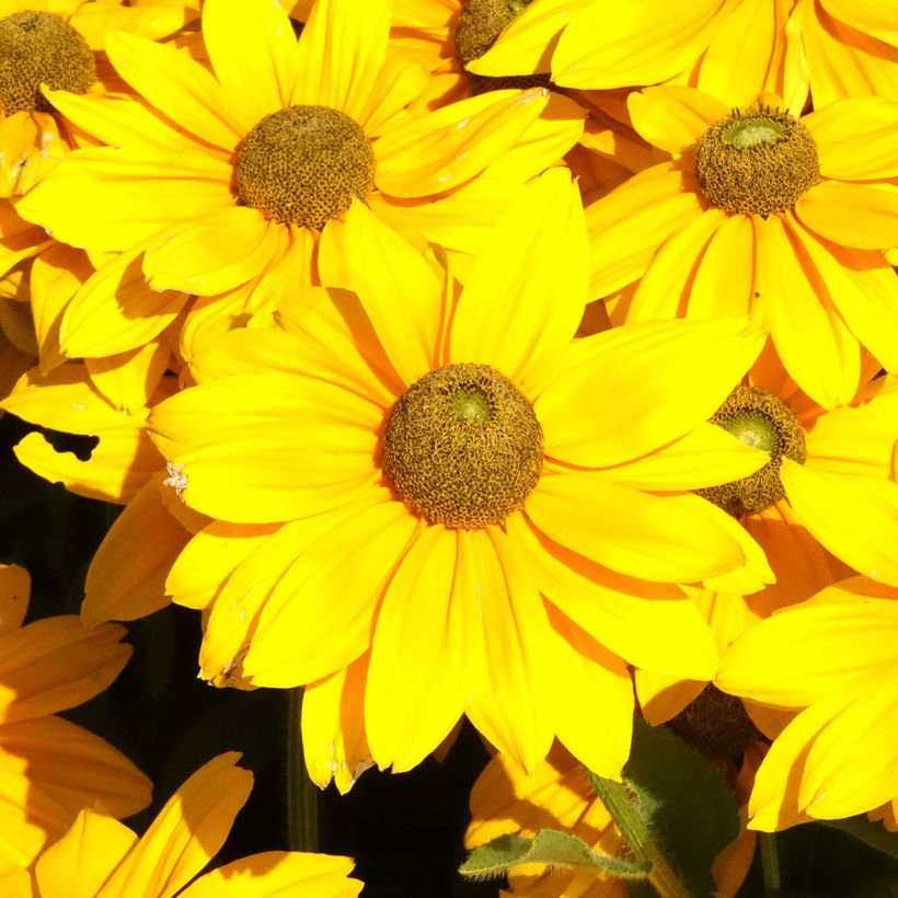 Rauher Sonnenhut Sunbeckia Ophelia - Rudbeckia (Blüte)