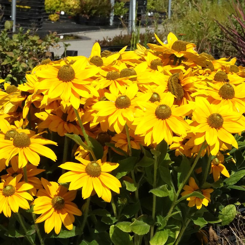 Rauher Sonnenhut Sunbeckia Ophelia - Rudbeckia (Wuchs)