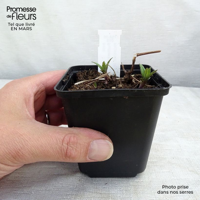 Exemplar von Schlitzblättriger Sonnenhut Goldquelle - Rudbeckia laciniata Kleine Töpfe von 8/9 cm wie im Frühjahr geliefert