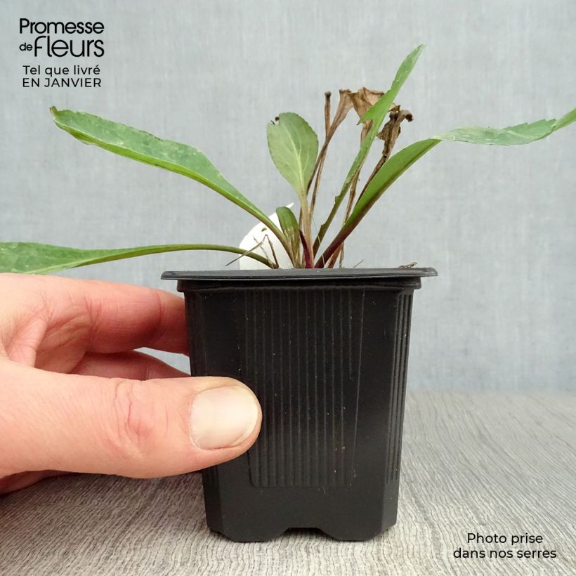 Exemplar von Riesen-Sonnenhut - Rudbeckia maxima Kleine Töpfe von 8/9 cm wie im Winter geliefert