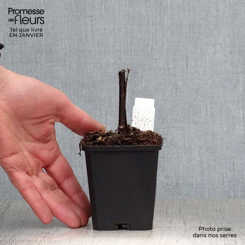 Exemplar von Fallschirm-Sonnenhut Herbstsonne - Rudbeckia nitida Kleine Töpfe von 8/9 cm wie im Winter geliefert