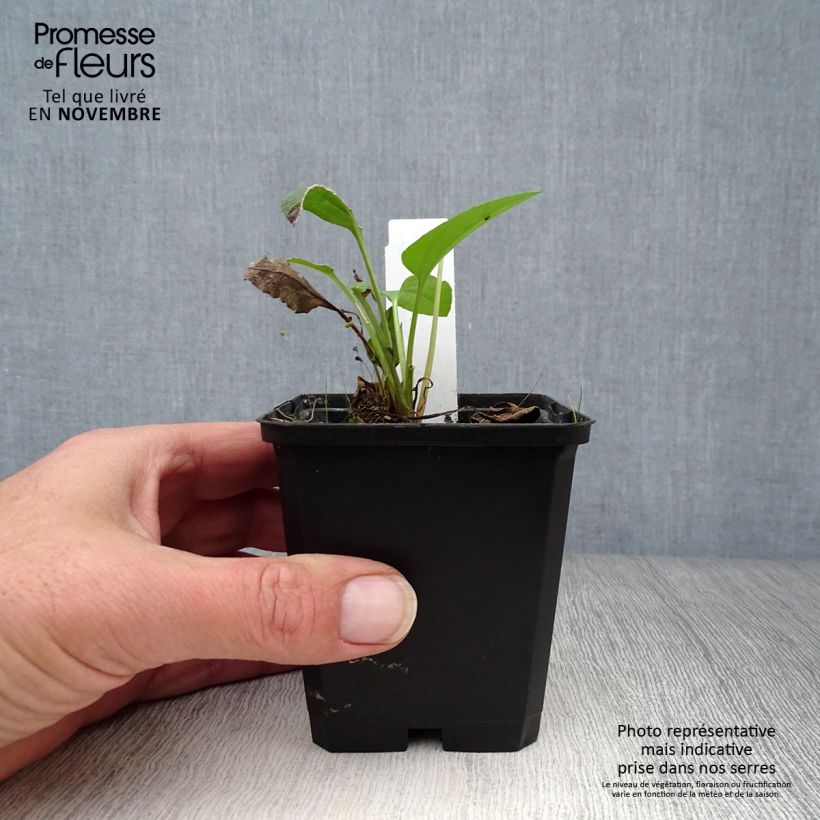 Exemplar von Garten-Sonnenhut Green Wizard - Rudbeckia occidentalis Kleine Töpfe von 8/9 cm wie im Herbst geliefert