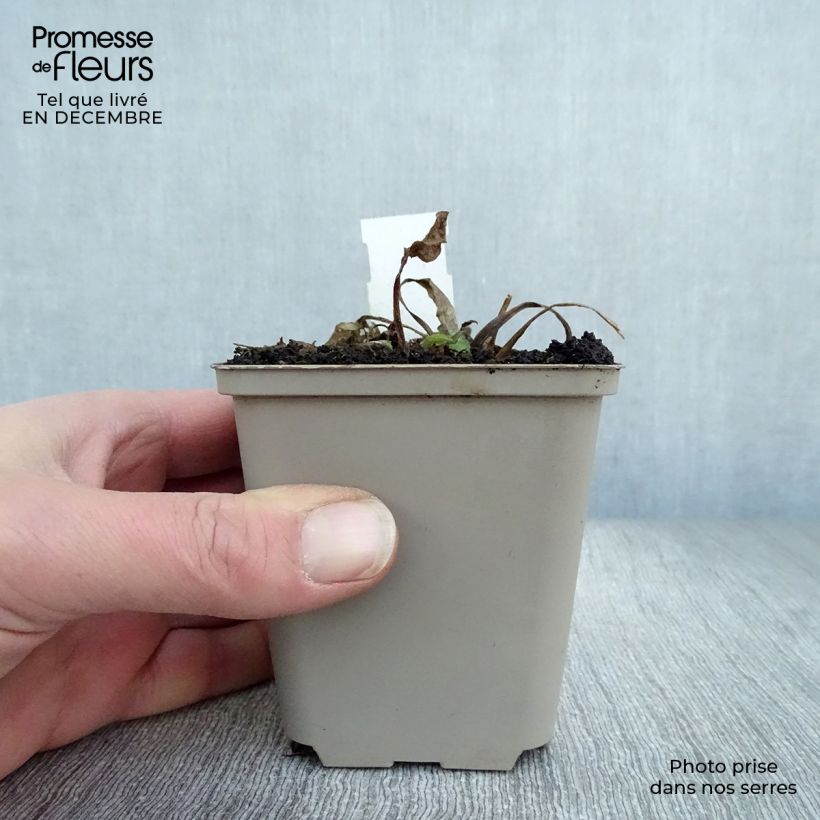 Exemplar von Garten-Sonnenhut Green Wizard - Rudbeckia occidentalis Kleine Töpfe von 8/9 cm wie im Winter geliefert