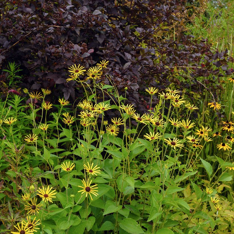 Schwachfilziger Sonnenhut Henry Eilers - Rudbeckia subtomentosa (Hafen)