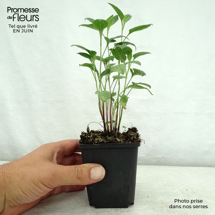 Exemplar von Schwachfilziger Sonnenhut Little Henry - Rudbeckia subtomentosa Kleine Töpfe von 8/9 cm wie im Sommer geliefert