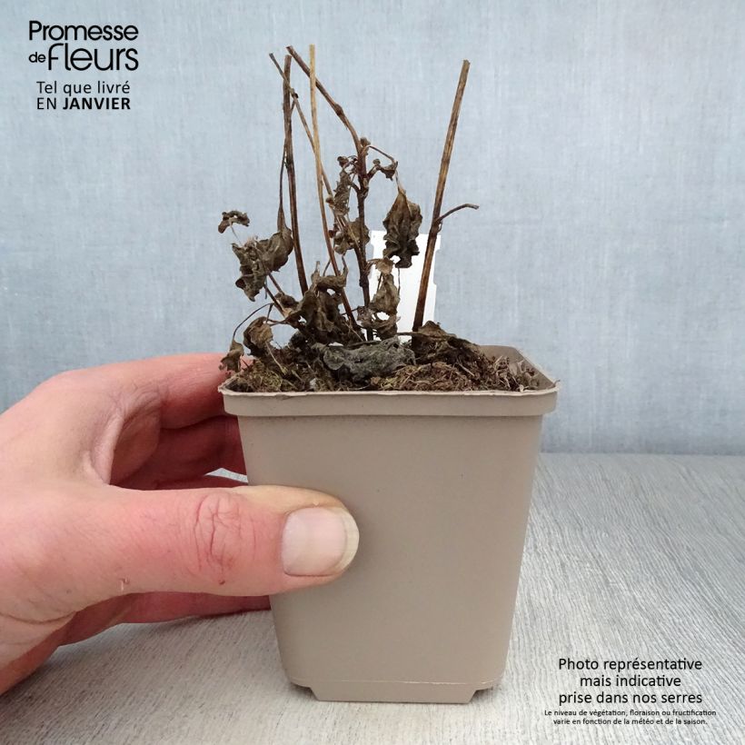 Exemplar von Schwachfilziger Sonnenhut Little Henry - Rudbeckia subtomentosa Kleine Töpfe von 8/9 cm wie im Winter geliefert