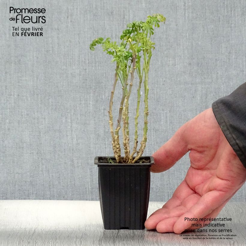 Exemplar von Wein-Raute - Ruta graveolens Kleine Töpfe von 7/8 cm wie im Winter geliefert