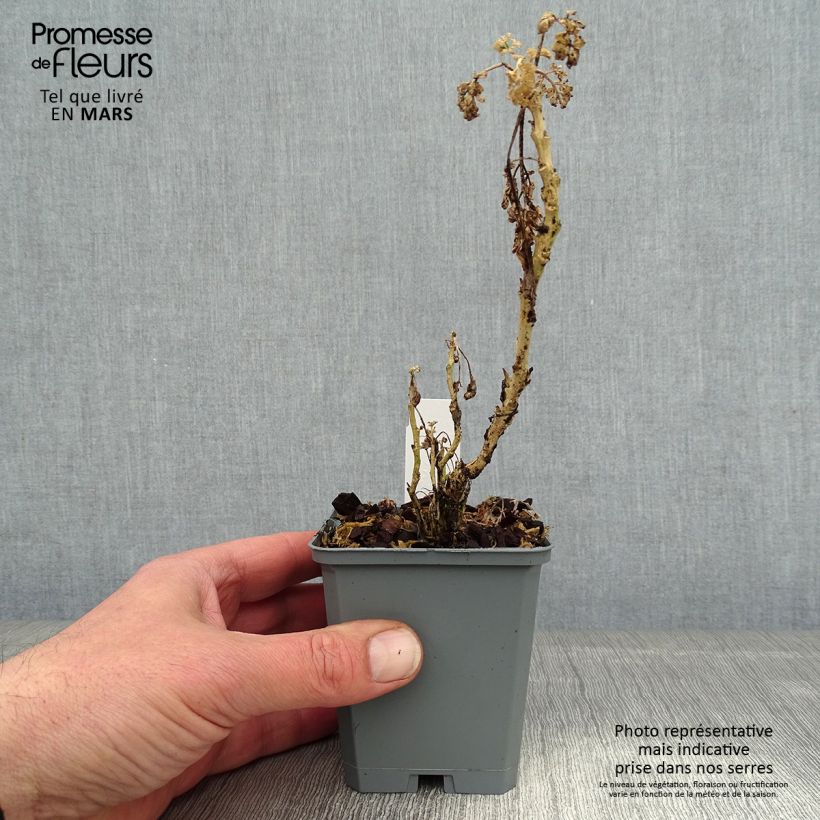 Exemplar von Wein-Raute Jackman's blue - Ruta graveolens Kleine Töpfe von 8/9 cm wie im Winter geliefert