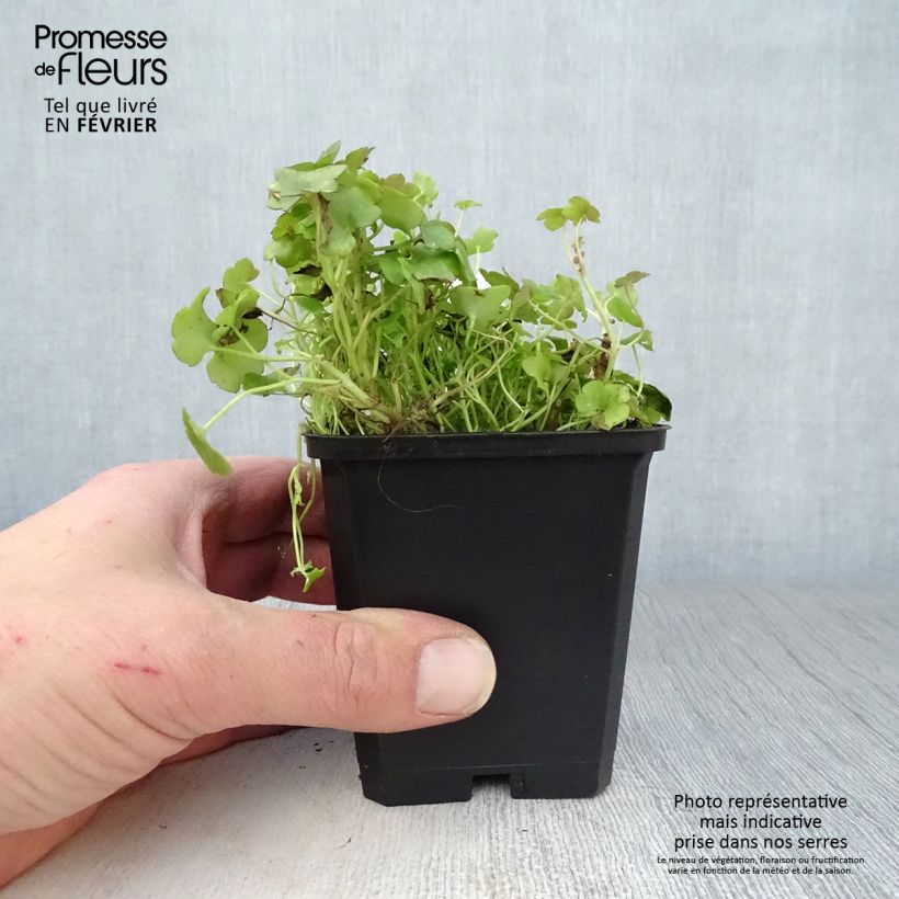 Exemplar von Cymbalaria muralis - Zymbelkraut Kleine Töpfe von 8/9 cm wie im Winter geliefert