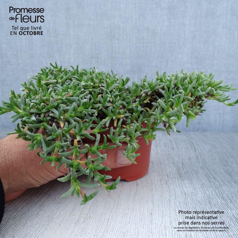 Exemplar von Ruschia prostrata - Straucheiskraut Kleine Töpfe von 8/9 cm wie im Herbst geliefert