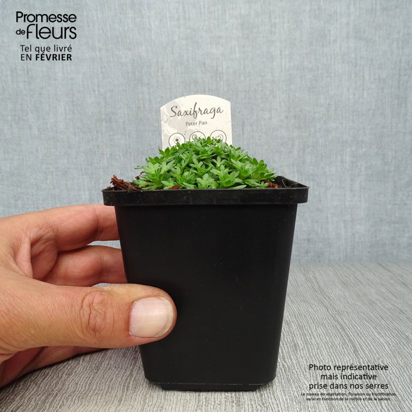 Exemplar von Saxifraga arendsii Peter Pan - Garten-Moos-Steinbrech Kleine Töpfe von 8/9 cm wie im Herbst geliefert