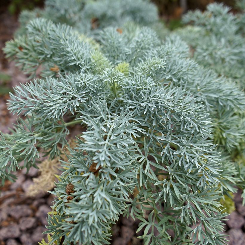 Seseli gummiferum - Grauer Bergfenchel (Laub)