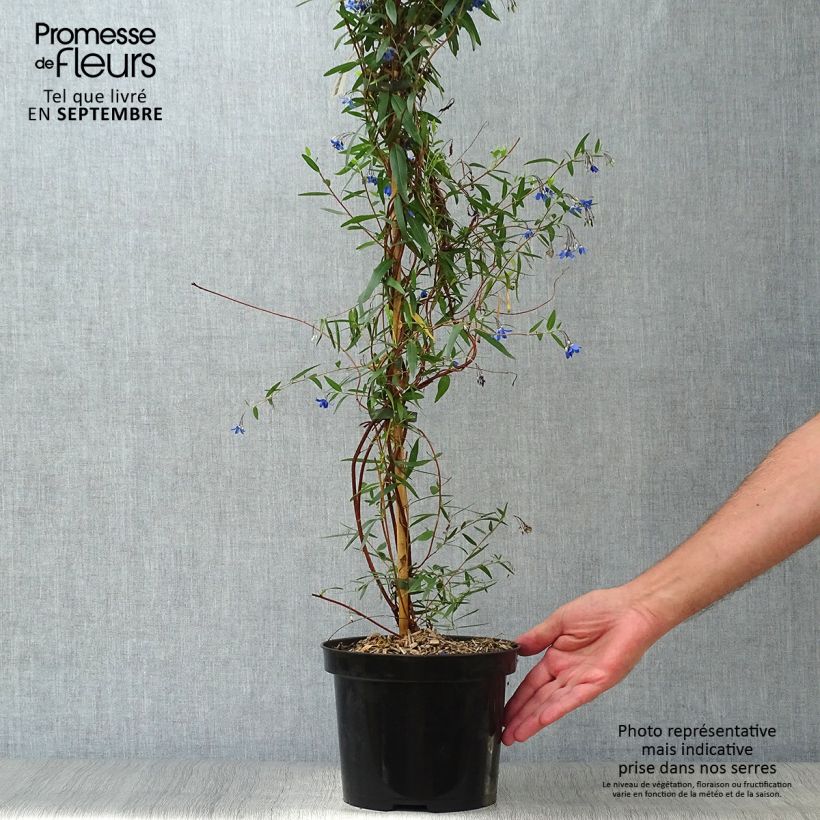 Exemplar von Sollya heterophylla Ultra Blue - Sollyie Topf mit 4L/5L wie im Herbst geliefert