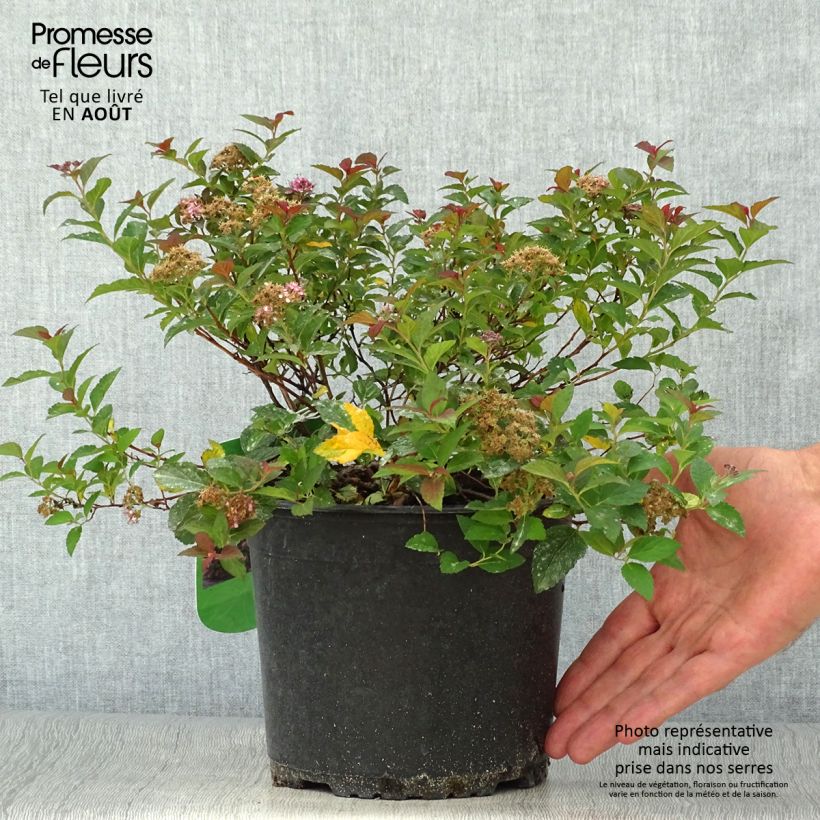 Exemplar von Sommerspiere Merlo Green - Spiraea japonica Topf mit 2L/3L wie im Sommer geliefert