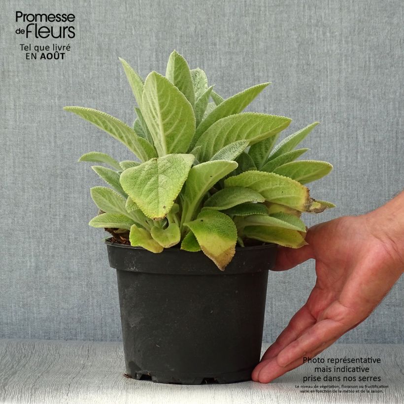 Exemplar von Woll-Ziest Big Ears - Stachys byzantina Topf mit 1,5L/2L wie im Sommer geliefert