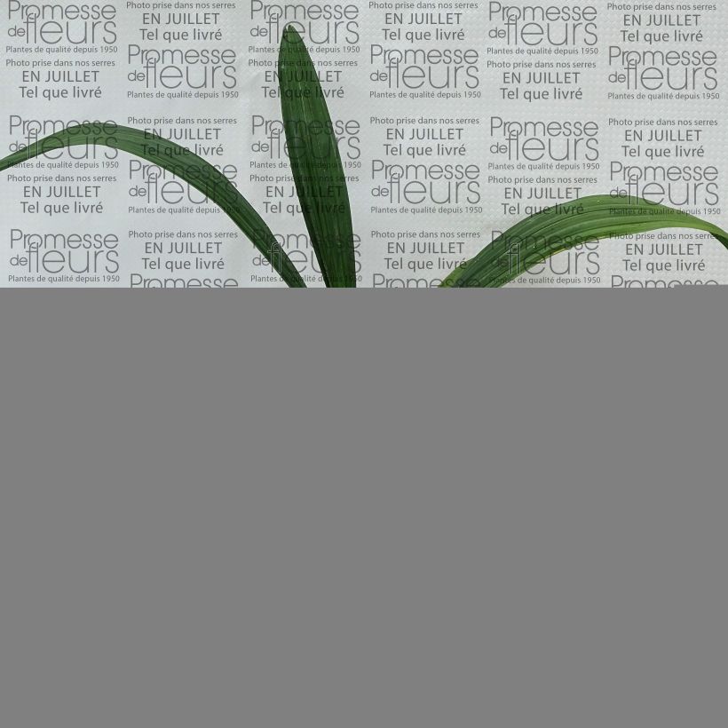 Exemplar von Sabal bermudana - Bermuda-Palmettopalme Topf 12 cm / 13 cm wie im Sommer geliefert