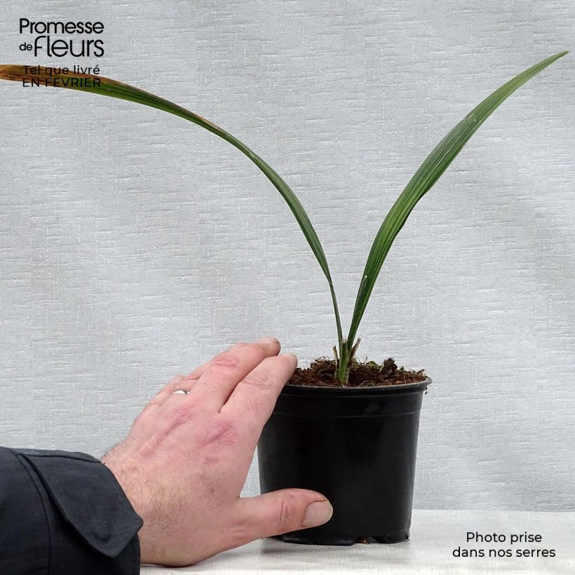Exemplar von Sabal bermudana - Bermuda-Palmettopalme Topf 12 cm / 13 cm wie im Winter geliefert
