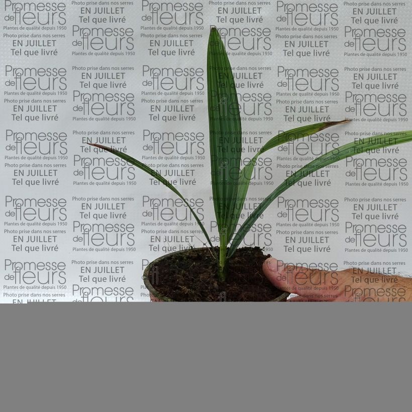 Exemplar von Sabal causarium - Palmettopalme Topf 12 cm / 13 cm wie im Sommer geliefert