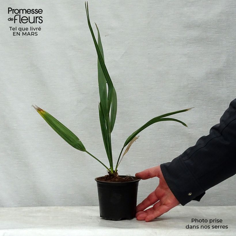 Exemplar von Sabal etonia - Etonia-Palmettopalme Topf 12 cm / 13 cm wie im Frühjahr geliefert