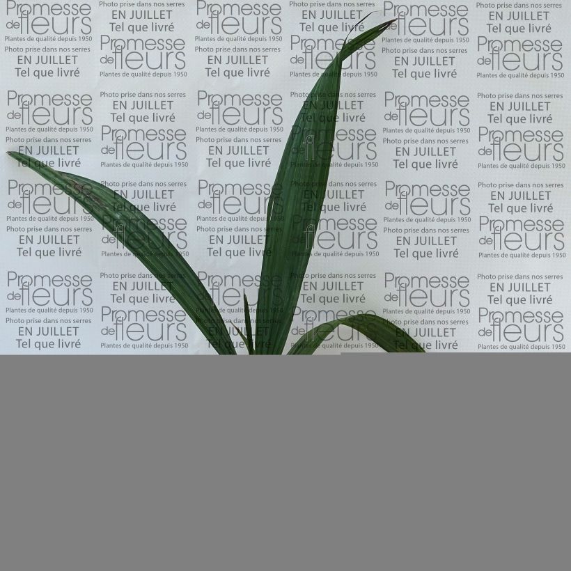 Exemplar von Sabal maritima - Palmettopalme Topf 12 cm / 13 cm wie im Sommer geliefert