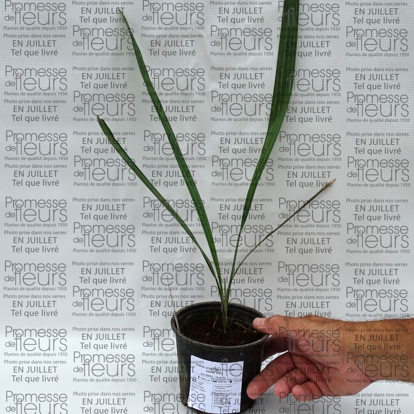 Exemplar von Sabal uresana - Uresana-Palmettopalme Topf 12 cm / 13 cm wie im Sommer geliefert