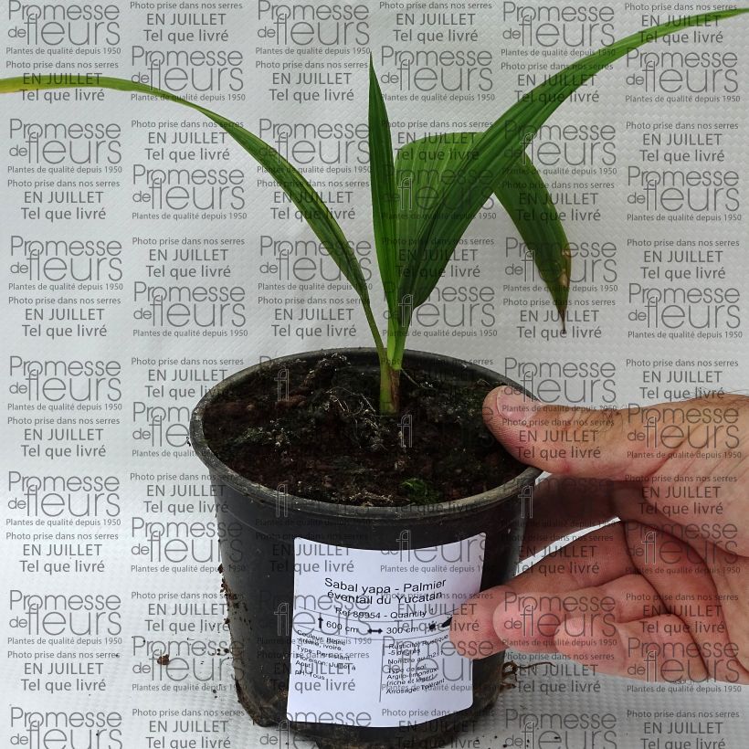 Exemplar von Sabal yapa - Yapa-Palmettopalme Topf 12 cm / 13 cm wie im Sommer geliefert