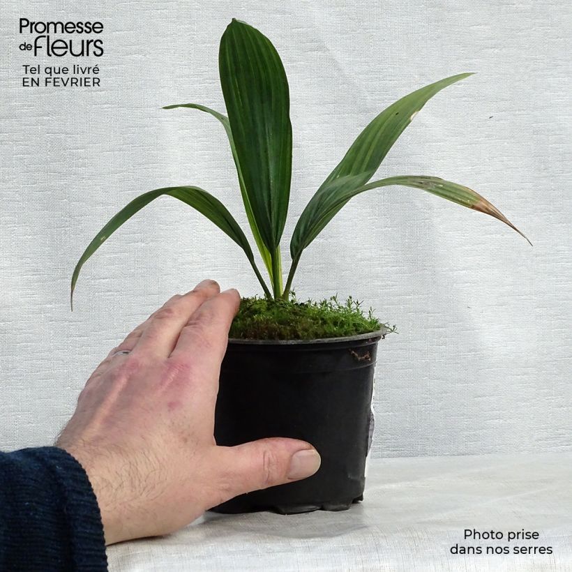 Exemplar von Sabal yapa - Yapa-Palmettopalme Topf 12 cm / 13 cm wie im Winter geliefert